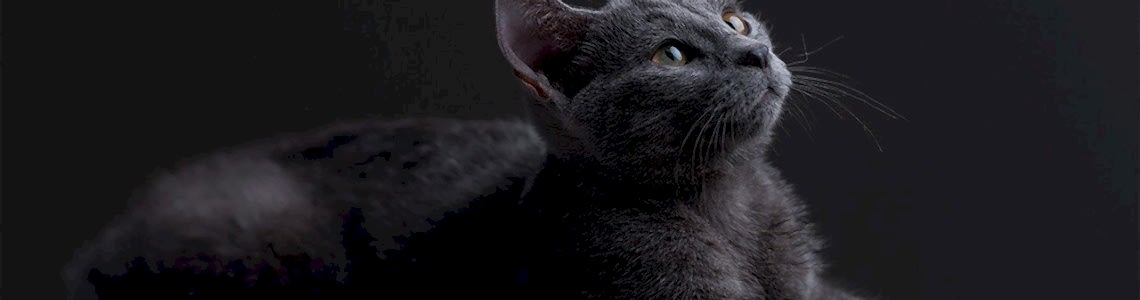 Aktif Karbonlu Kedi Kumu Hakkında Bilmeniz Gerekenler