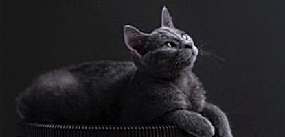 Aktif Karbonlu Kedi Kumu Hakkında Bilmeniz Gerekenler