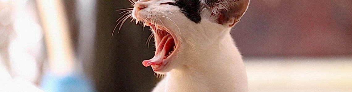 Kediler Ağız ve Diş Sağlığı