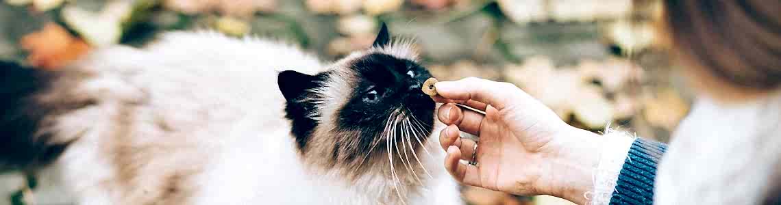 Pro Plan Kedi Maması Nasıldır? Pro Plan Kedi Maması Nasıldır?