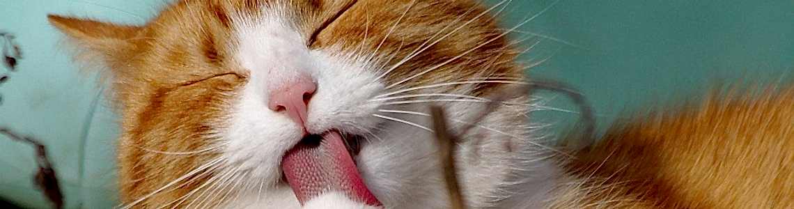 Topaklanan Kedi Kumu Nedir?