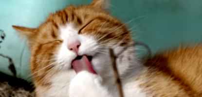 Topaklanan Kedi Kumu Nedir?